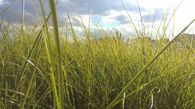 Tall Grass in Field — Green, Serene, Afternoon, Photograph, Sky, Clouds, Mountains