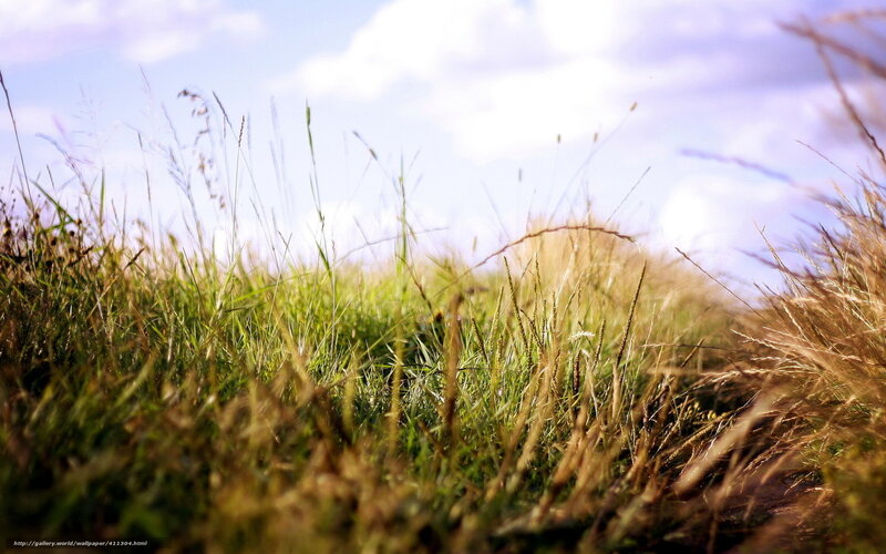 Tall Grass in Field — Green, Serene, Afternoon, Photograph, Sky, Clouds
