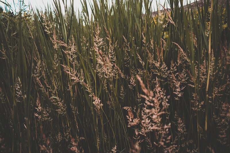 Tall Grass in Field — Green, Serene, Afternoon, Photograph, Sky, Mountain