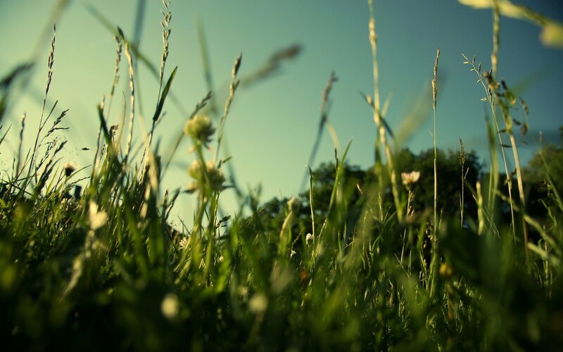 Tall Grass in Field — Green, Serene, Afternoon, Photograph, Sky, Trees