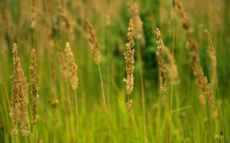 Tall Grass in Field — Green, Serene, Afternoon, Photograph, Sunlight, Brown