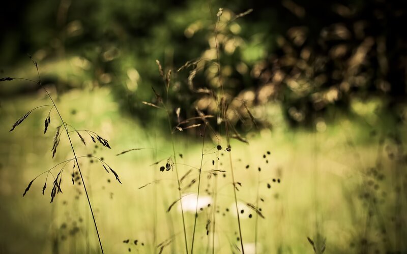 Tall Grass in Field — Green, Serene, Afternoon, Photograph, Sunlight