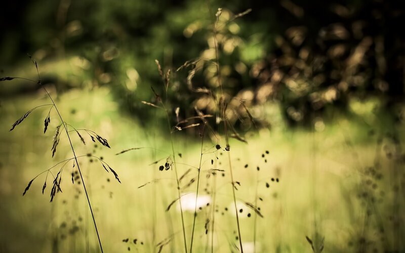 Tall Grass in Field — Green, Serene, Afternoon, Photograph, Sunlight, Yellow