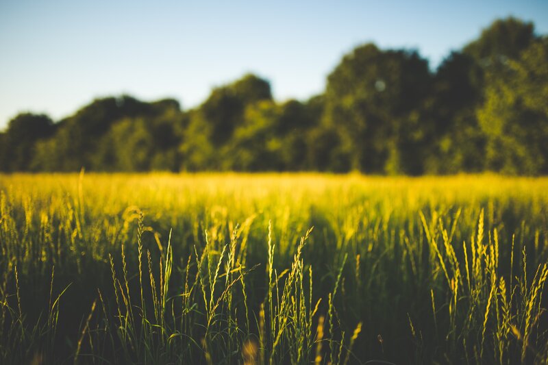Tall Grass in Field — Green, Serene, Afternoon, Photograph, Trees