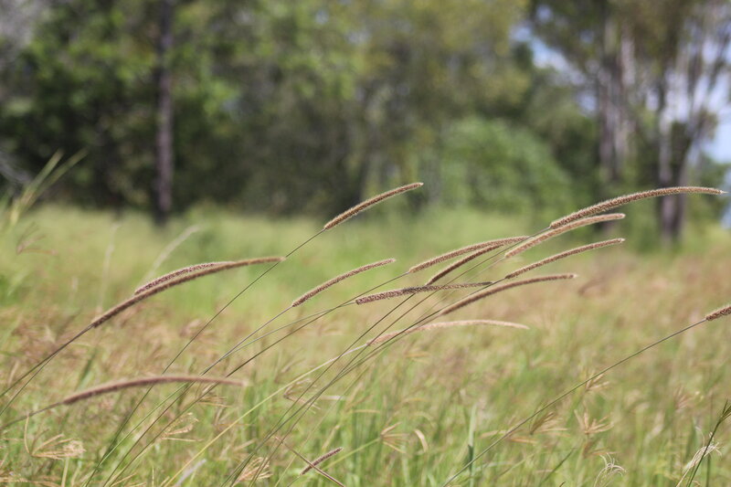Tall Grass in Field — Green, Serene, Afternoon