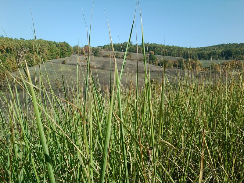 Tall Grass in Field — Green, Serene, Autumn