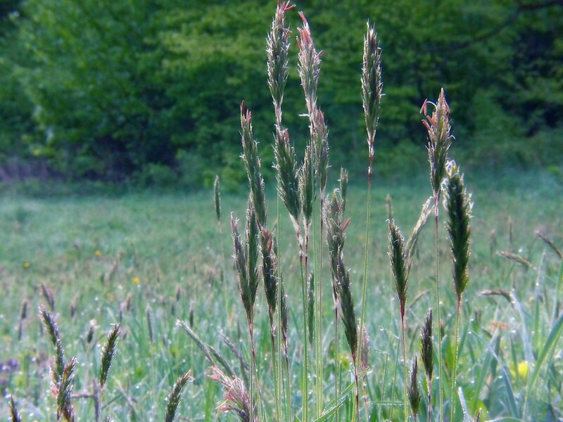 Tall Grass in Field — Green, Serene, Morning, Photograph, Trees