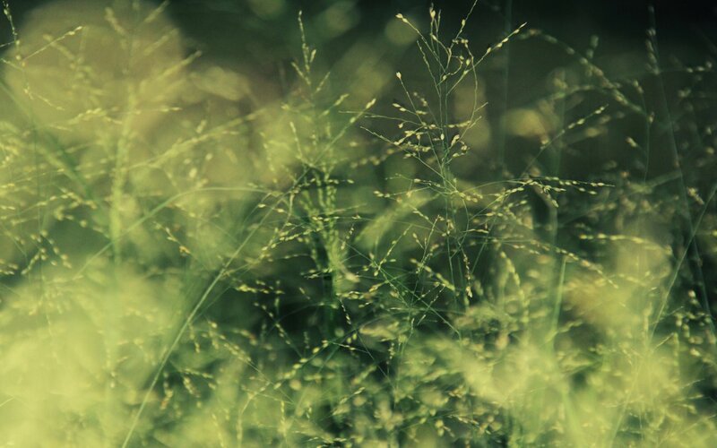Tall Grass in Field — Green, Serene, Photograph
