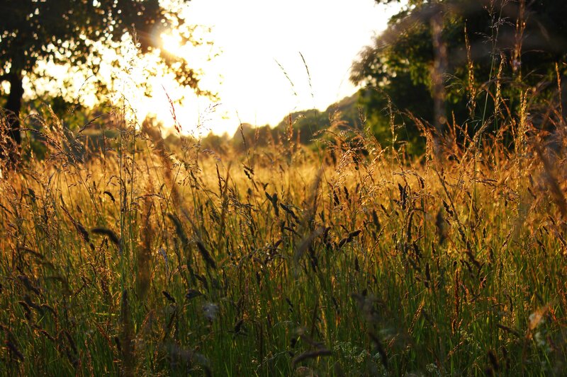Tall Grass in Field — Green, Serene, Sunset, Photograph, Sunlight, Trees, Sky