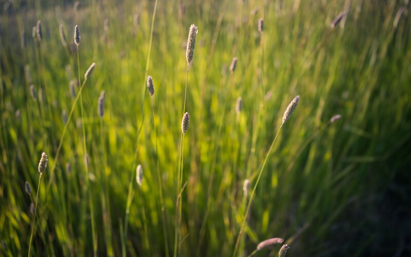 Tall Grass in Field — Green, Serene, Sunset, Photograph, Sunlight, Yellow