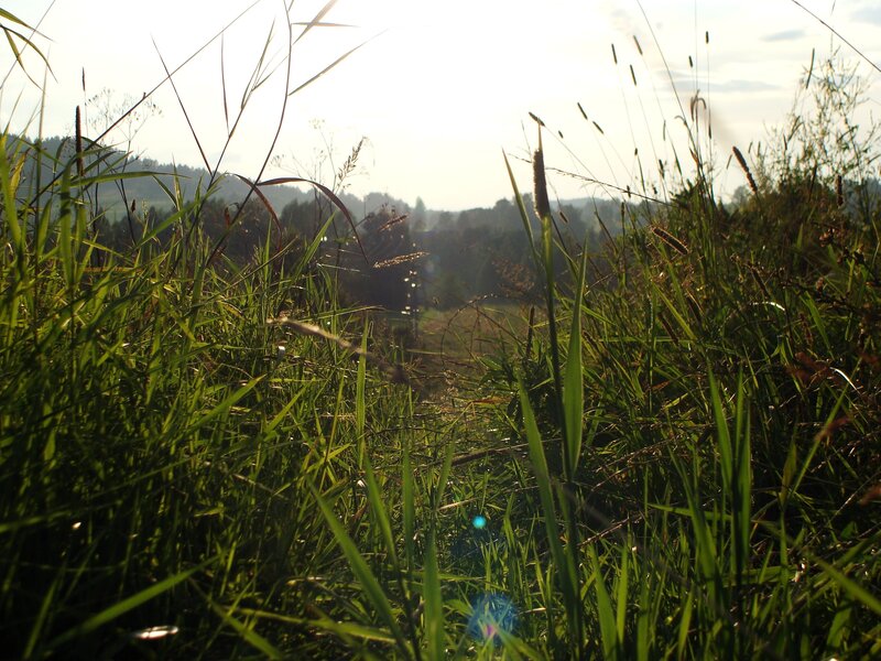 Tall Grass in Field — Green, Serene, Sunset, Photograph, Trees