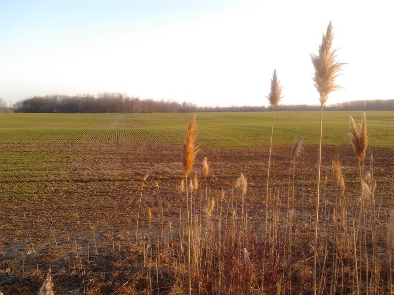 Tall Grass in Field — Green, Serene, Sunset