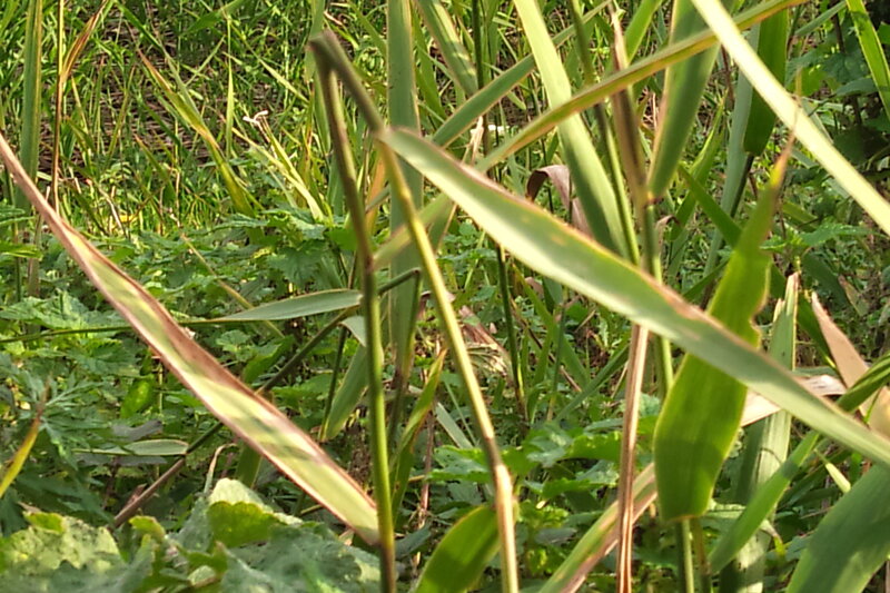 Tall Grass in Field — Green