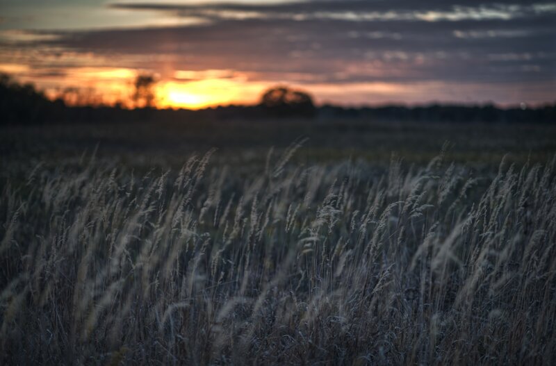 Tall Grass in Field — Orange, Serene