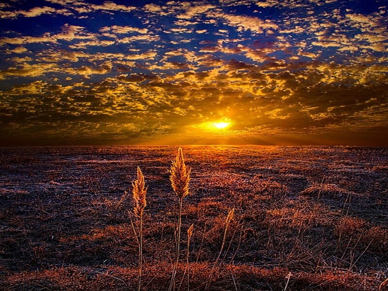 Tall Grass in Field — Orange