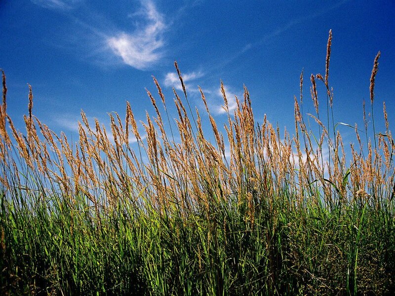 Tall Grass in Field