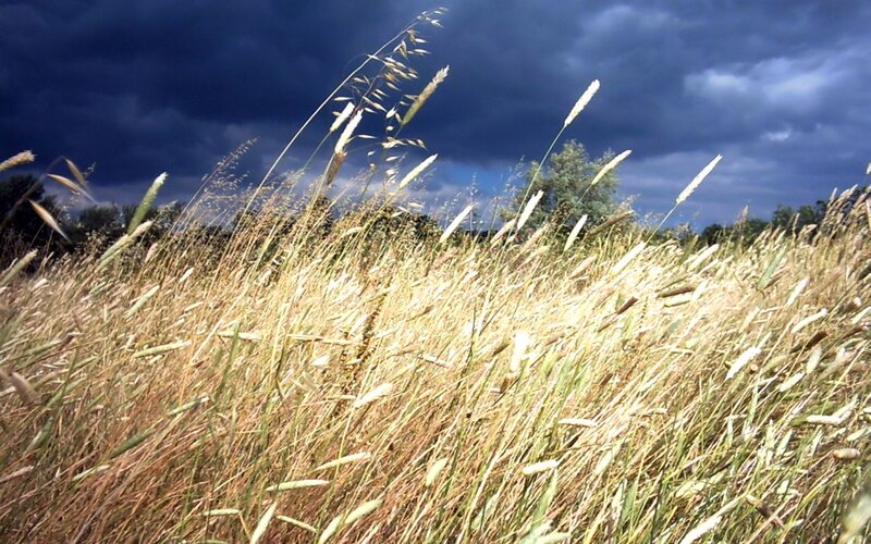 Tall Grass in Field — Yellow, Dramatic