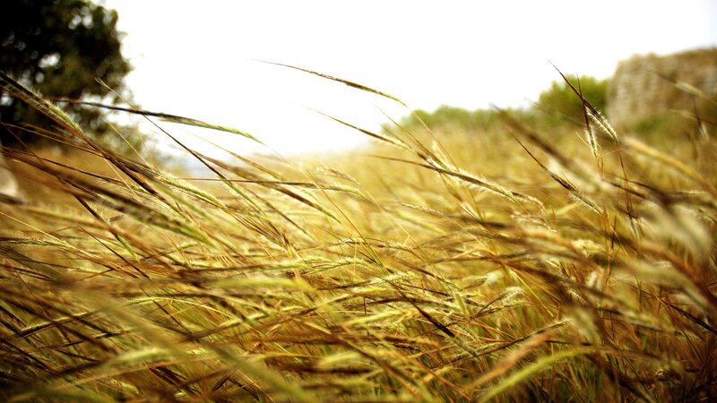 Tall Grass in Field — Yellow, Serene, Afternoon