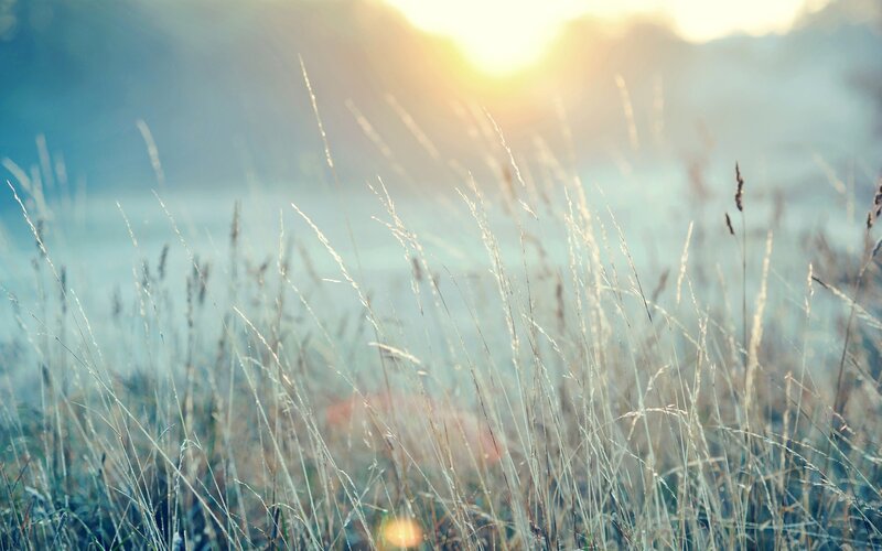 Tall Grass in Field — Yellow, Serene, Sunset, Photograph, Sun, Sky, Blue