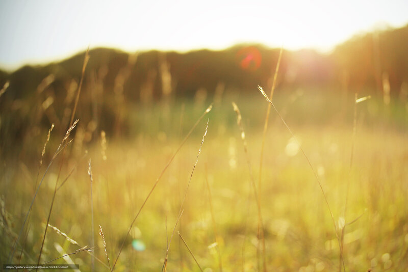 Tall Grass in Field — Yellow, Serene, Sunset, Photograph, Sunlight, Hills