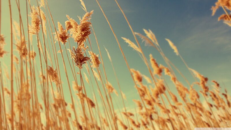 Tall Grass in Field — Yellow, Serene, Sunset