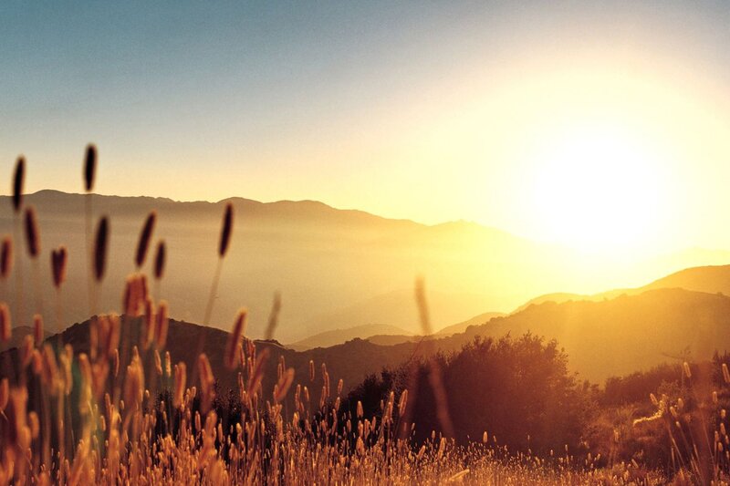 Tall Grass in Field — Yellow, Serene