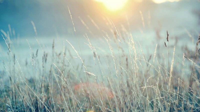 Tall Grass in Field — Yellow