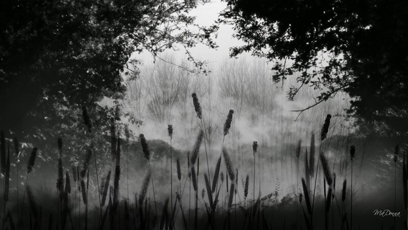 Tall Grass in Fog — Black