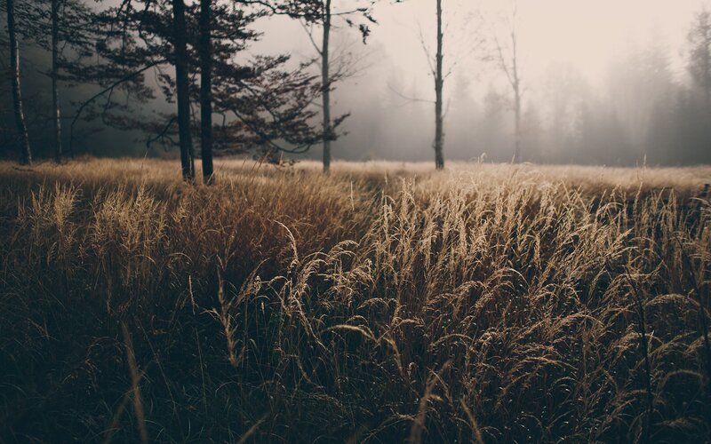 Tall Grass in Fog — Brown