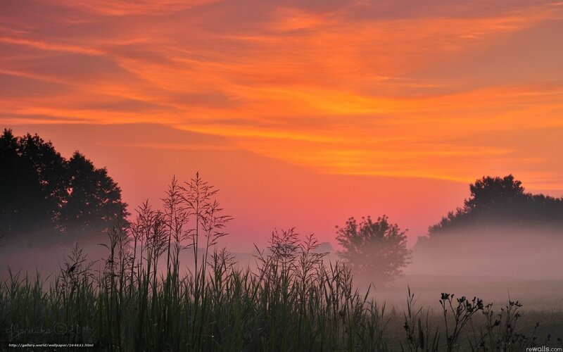 Tall Grass in Fog — Orange