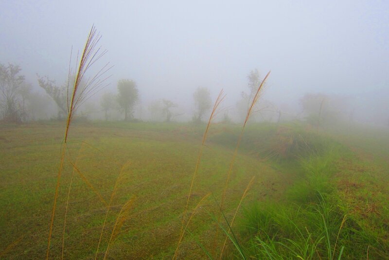 Tall Grass in Fog