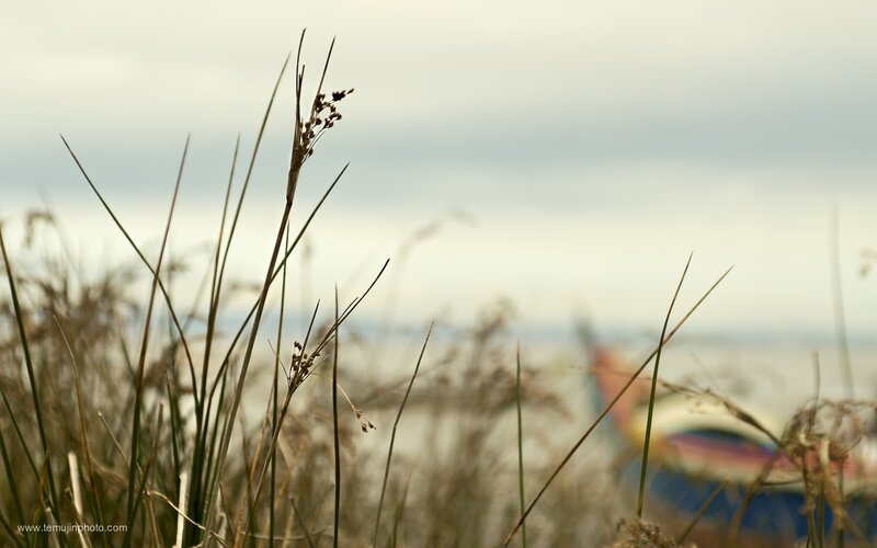 Tall Grass in Foreground