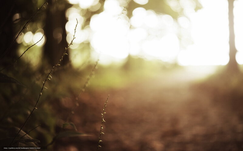 Tall Grass in Forest — Brown