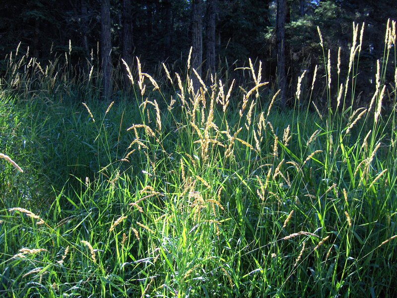 Tall Grass in Forest — Green