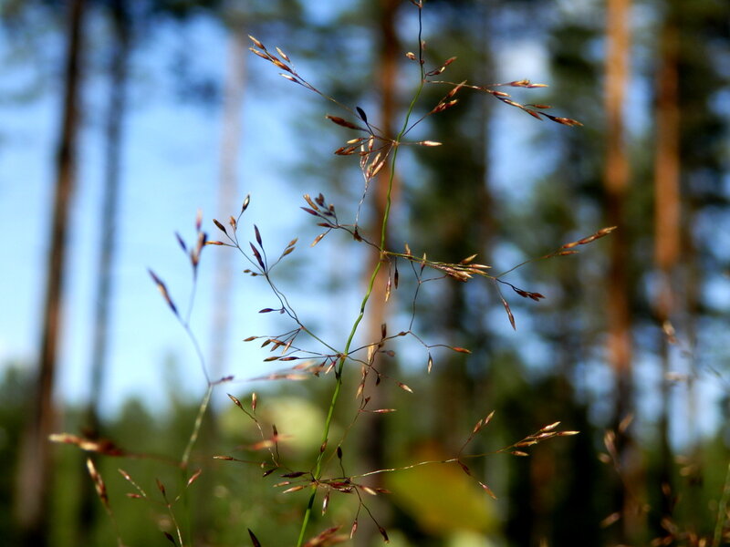 Tall Grass in Forest