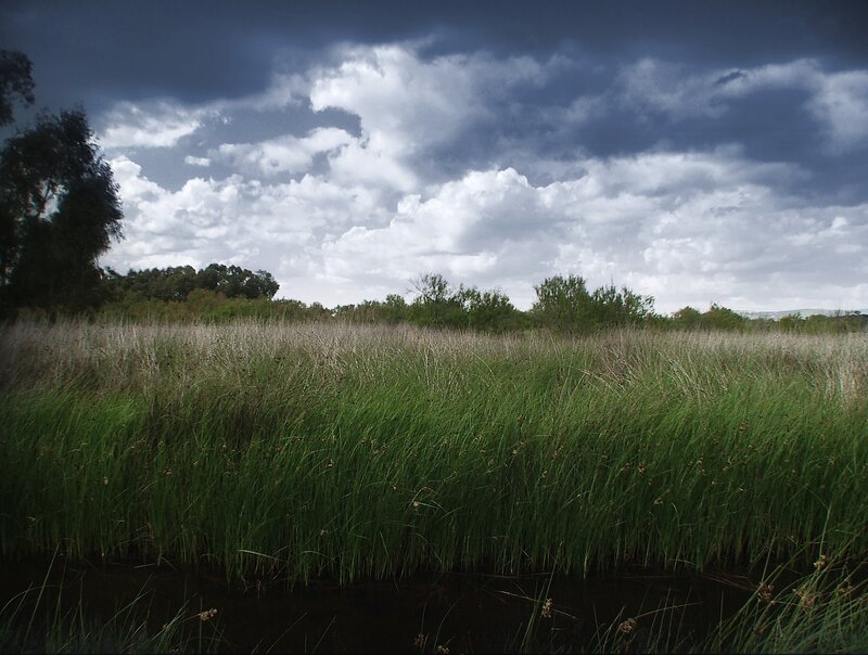 Tall Grass in Marsh — Green