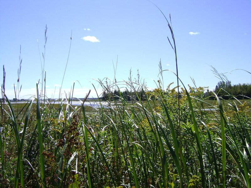 Tall Grass in Marsh