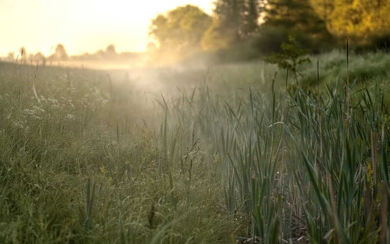 Tall Grass in Mist — Green
