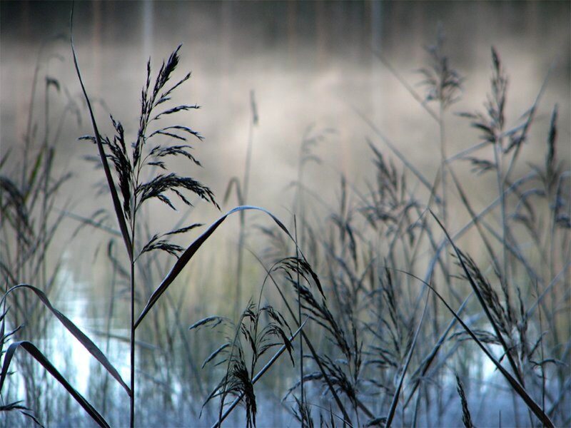 Tall Grass in Mist