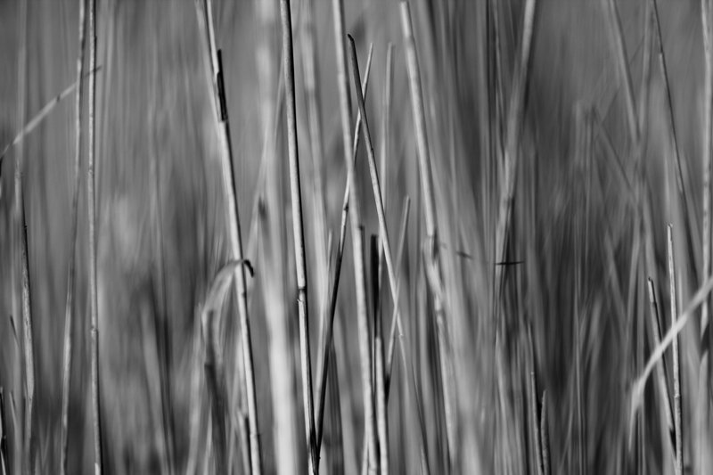 Tall Grass in Motion — Black
