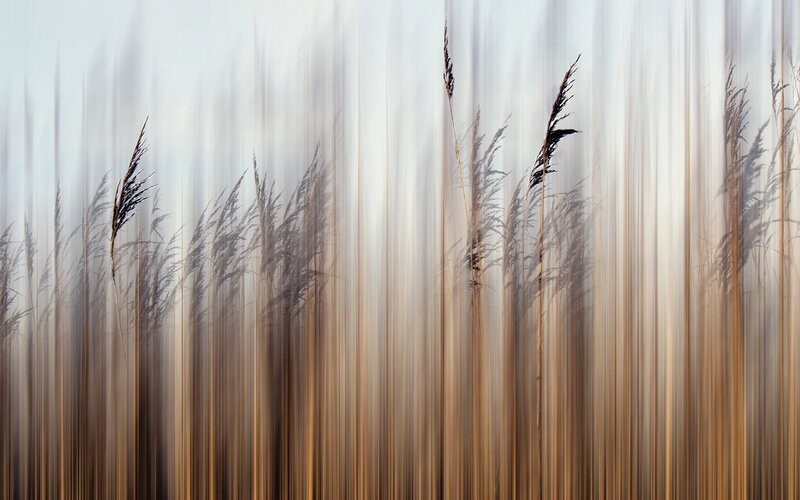 Tall Grass in Motion