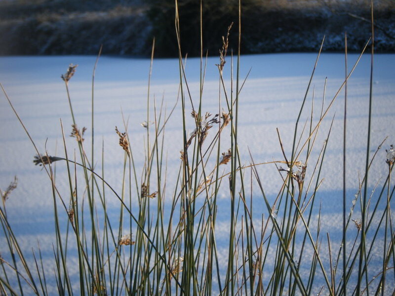 Tall Grass in Snow