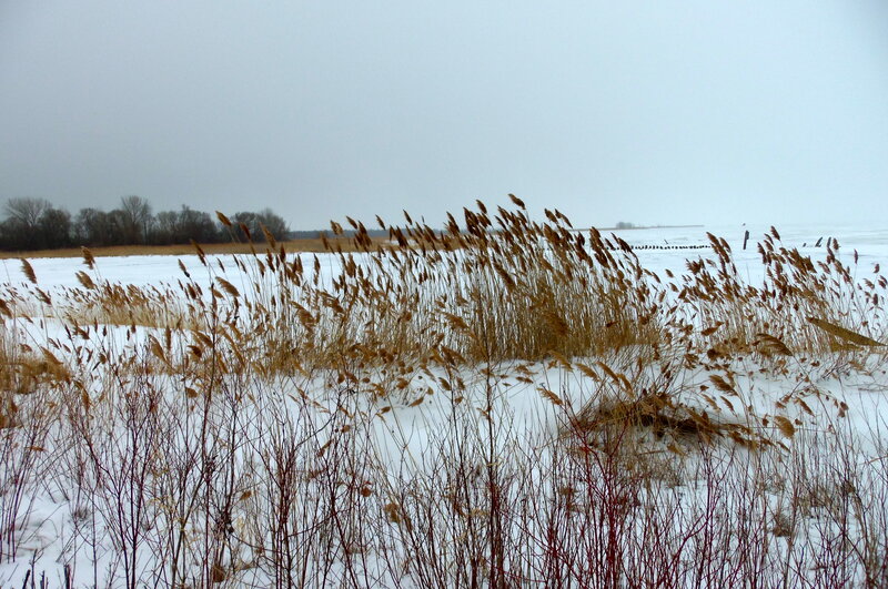 Tall Grass in Snow — White
