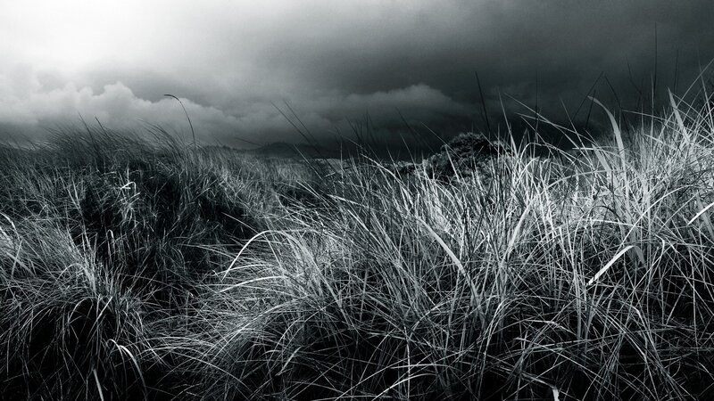 Tall Grass in Storm