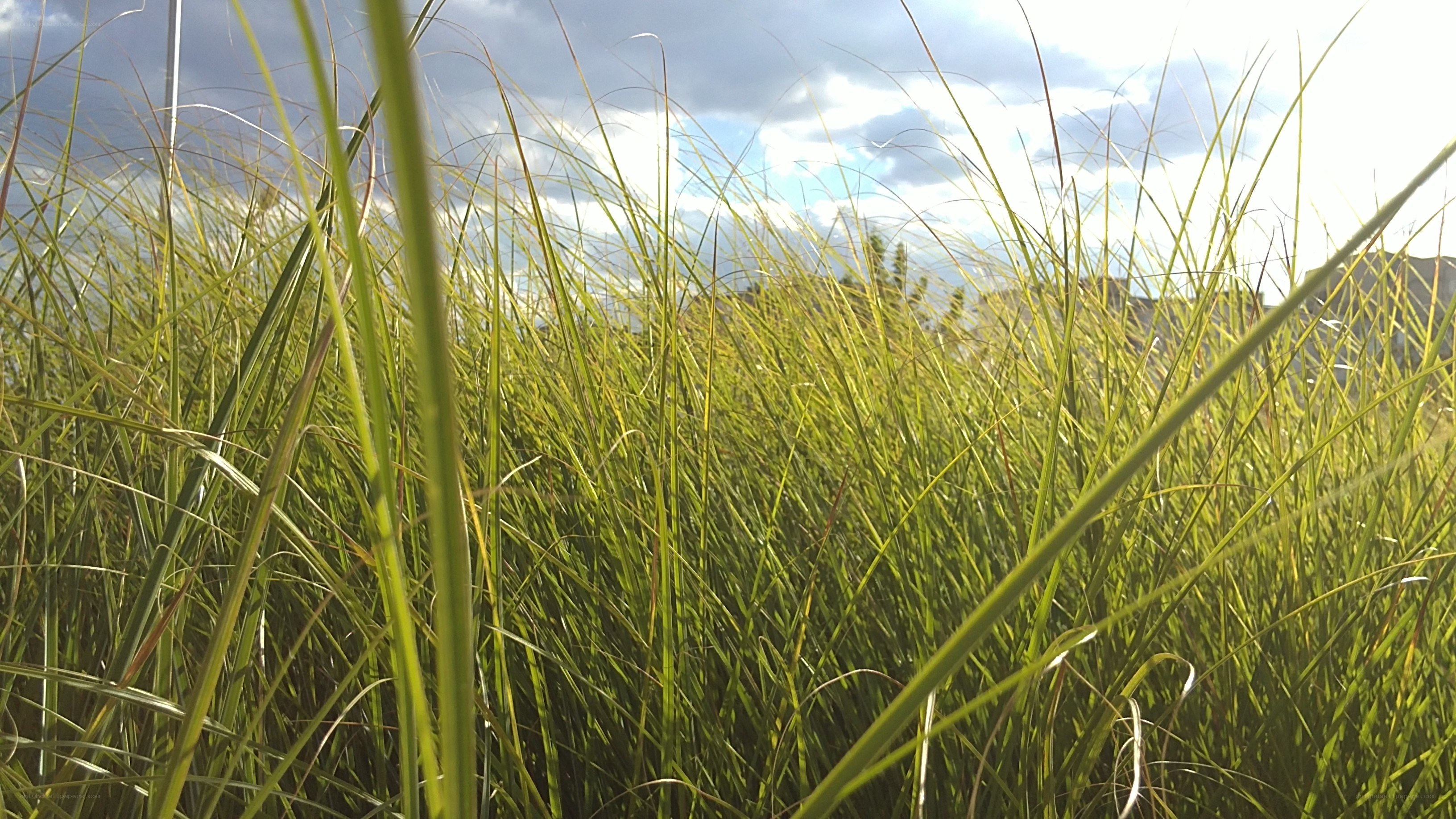 tall grass in sunlight