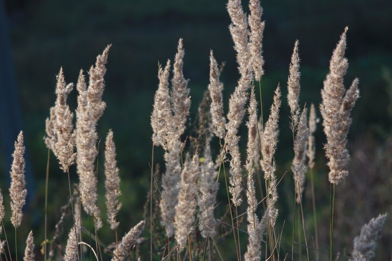 tall grass in sunlight