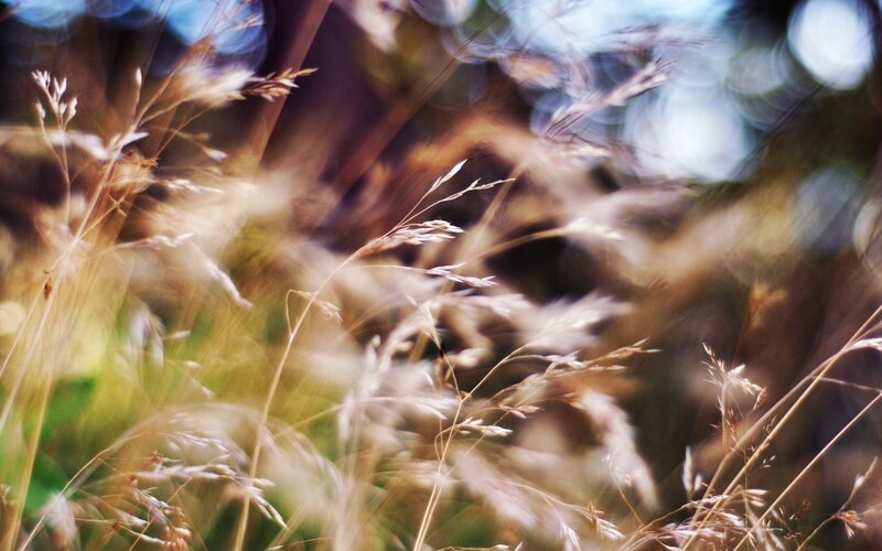 Tall Grass in Sunlight — Brown, Serene, Afternoon