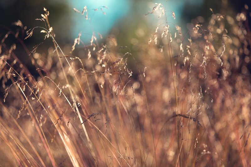 Tall Grass in Sunlight — Brown, Serene, Sunset, Photograph, Blurred Background