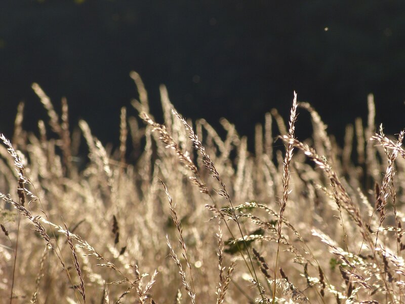 Tall Grass in Sunlight — Brown, Serene, Sunset, Photograph, Dark Background