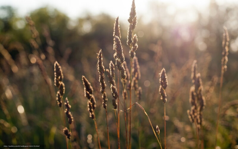 Tall Grass in Sunlight — Brown, Serene, Sunset